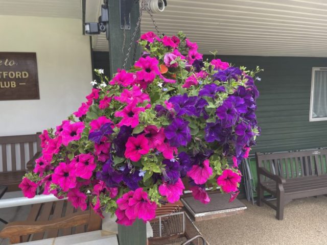1-Hanging Basket by the entrance